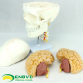 SKULL01-1 (12327) Modèle de crâne en plastique de nerf crânien d&#39;anatomie de science médicale
